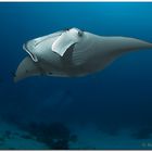 manta ray