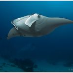 manta ray