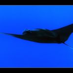 Manta Ray I