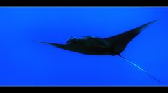 Manta Ray I