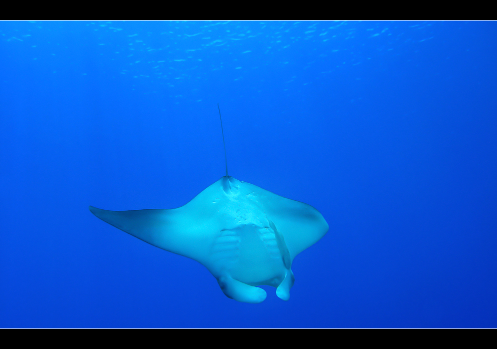 Manta Ray III