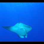 Manta Ray III