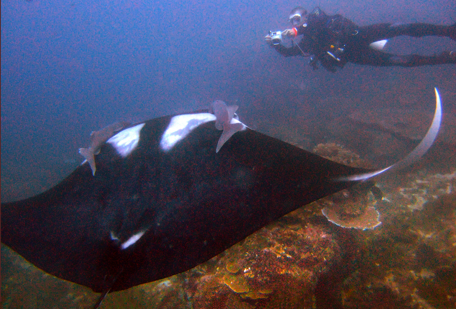 Manta ray in front of the camera