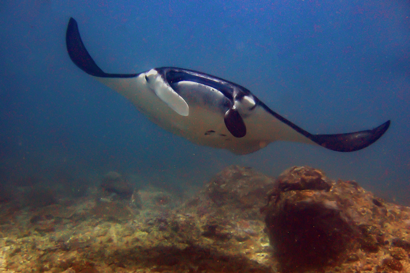 Manta ray over coral riff