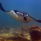 Manta ray over coral riff