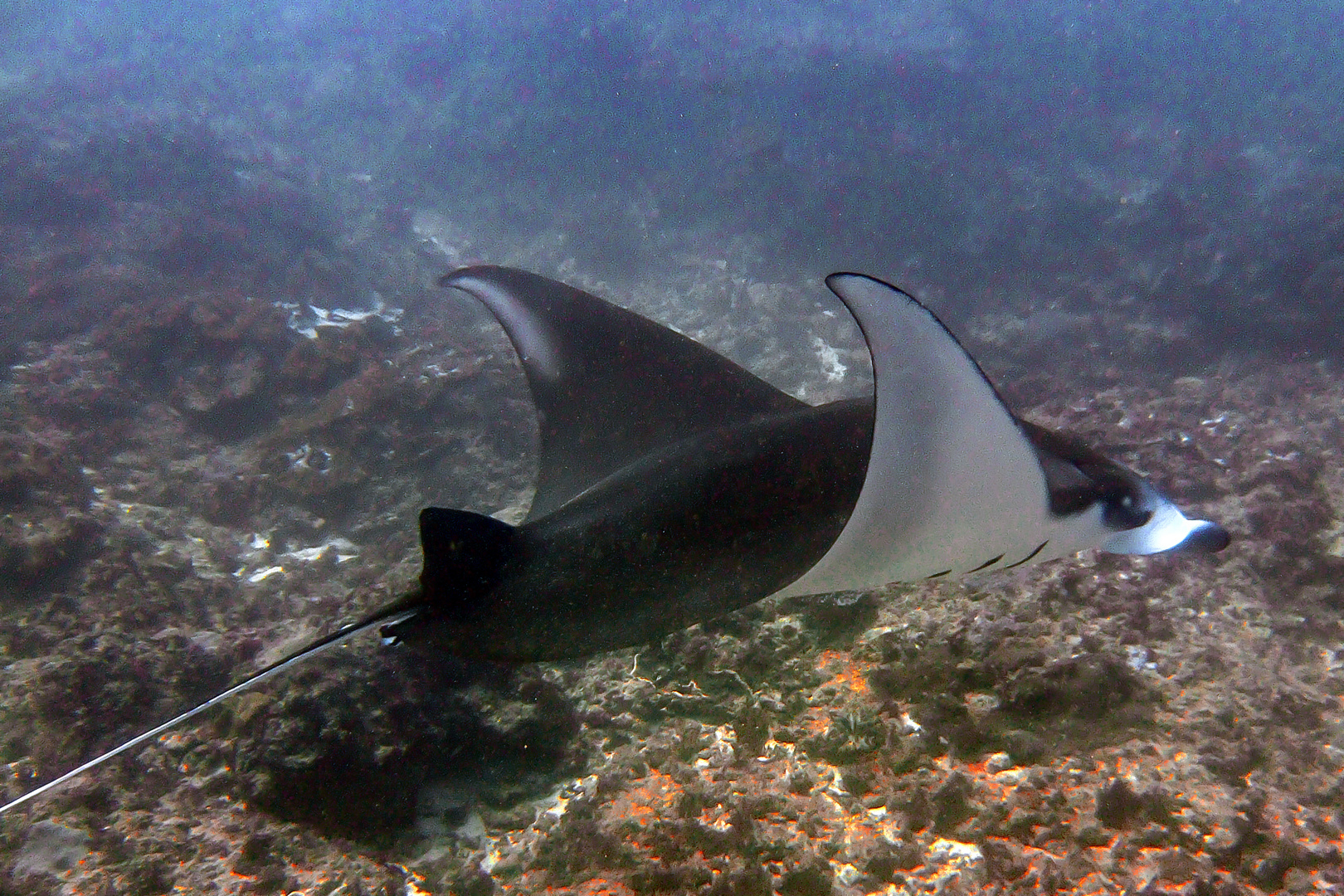 Manta Ray shows its skills