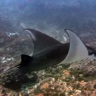 Manta Ray shows its skills