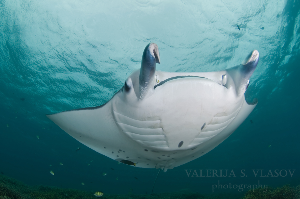 Manta Ray UFO