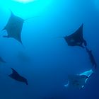 manta rays carousel