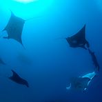 manta rays carousel