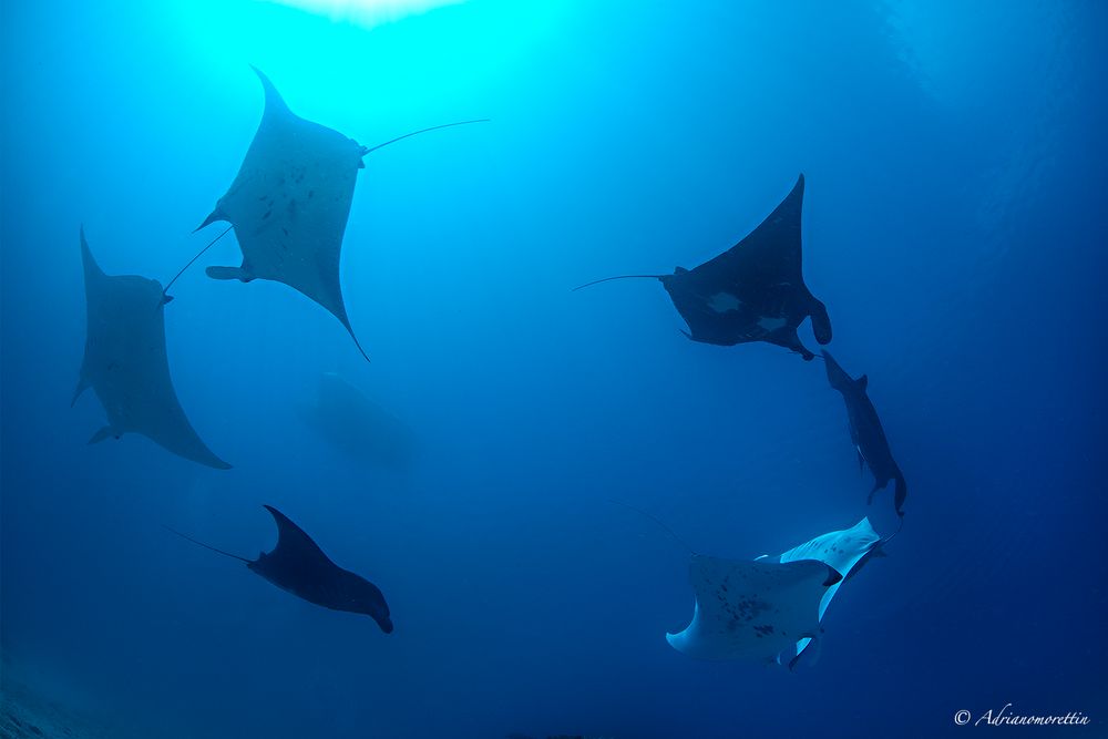 manta rays carousel