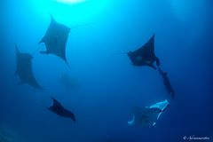 manta rays carousel