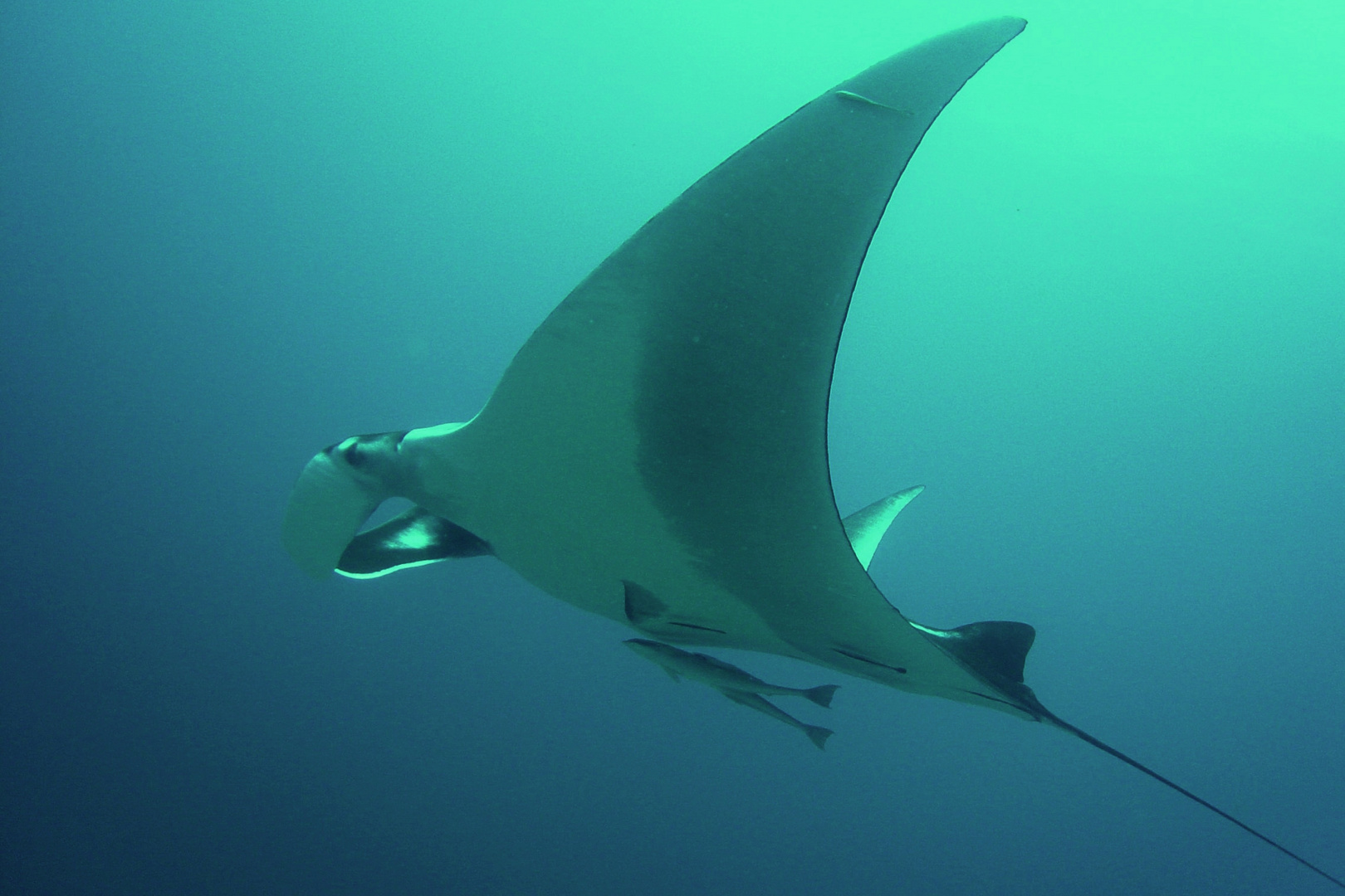 Manta Rays with two Cobiafish