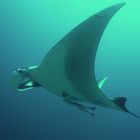 Manta Rays with two Cobiafish