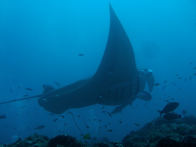 " Manta `s können fliegen "