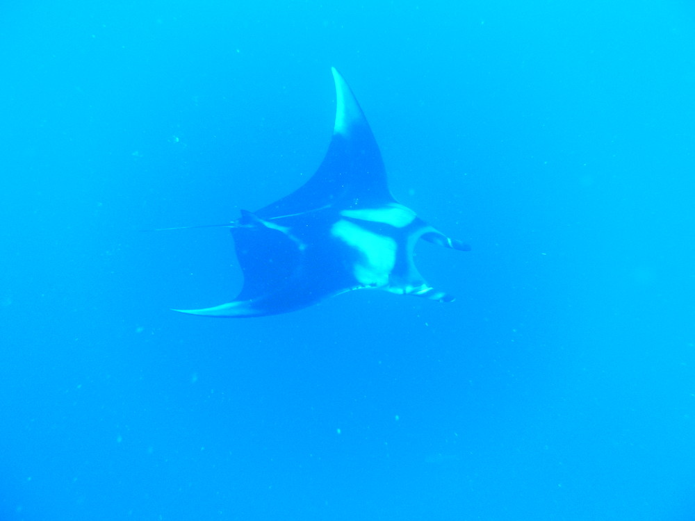 Manta "Teufelsrochen"