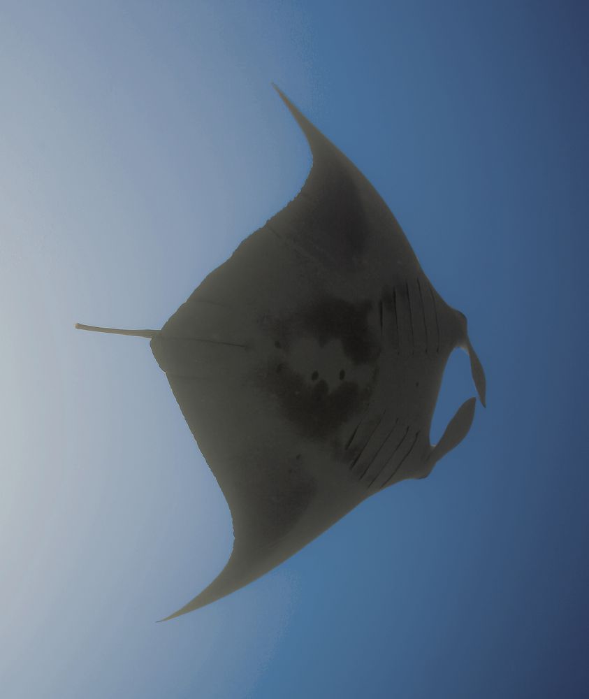 Manta VI