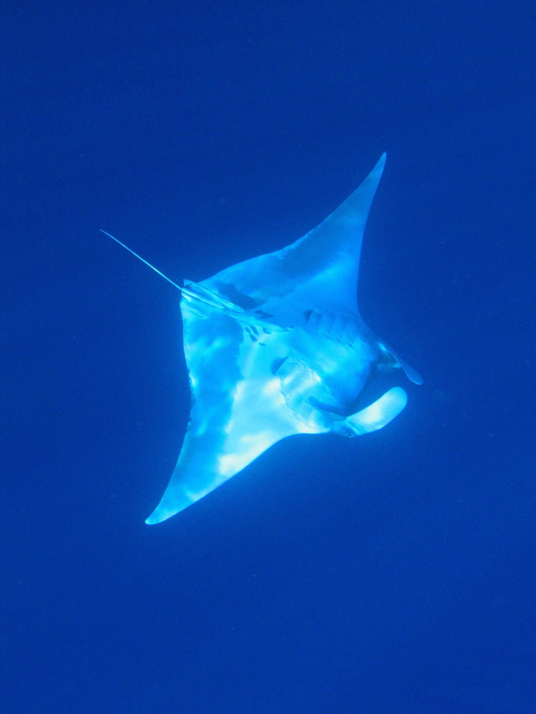 MANTARAY Foto & Bild tiere, wildlife, wildlife sonstige tiere Bilder
