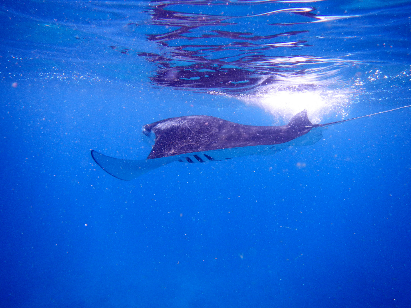 Mantaroche, irgendwo in den Malediven (: