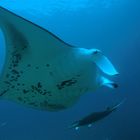 Mantarochen