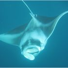 Mantarochen