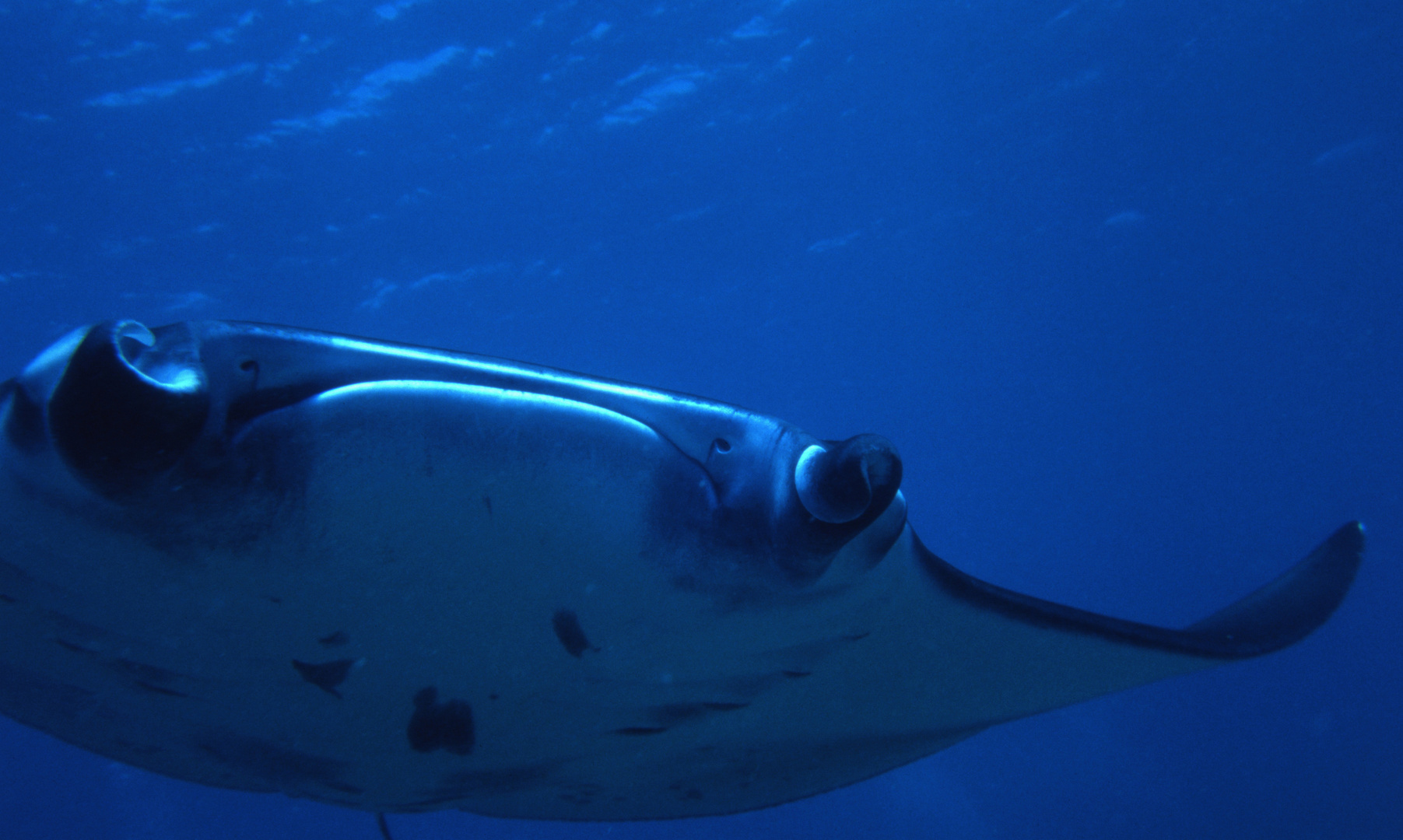 Mantarochen 4, Helengeli 101995