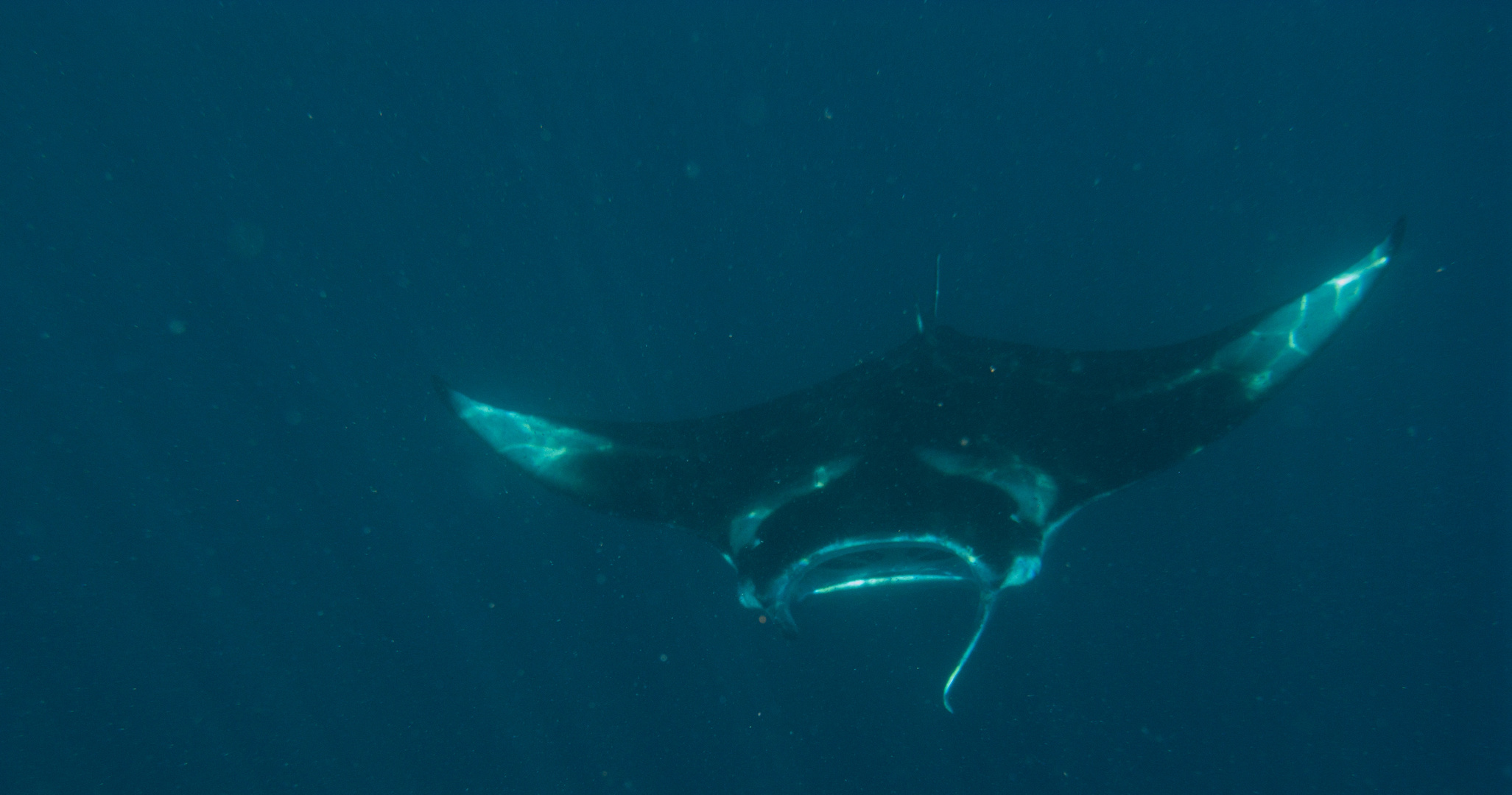 Mantarochen