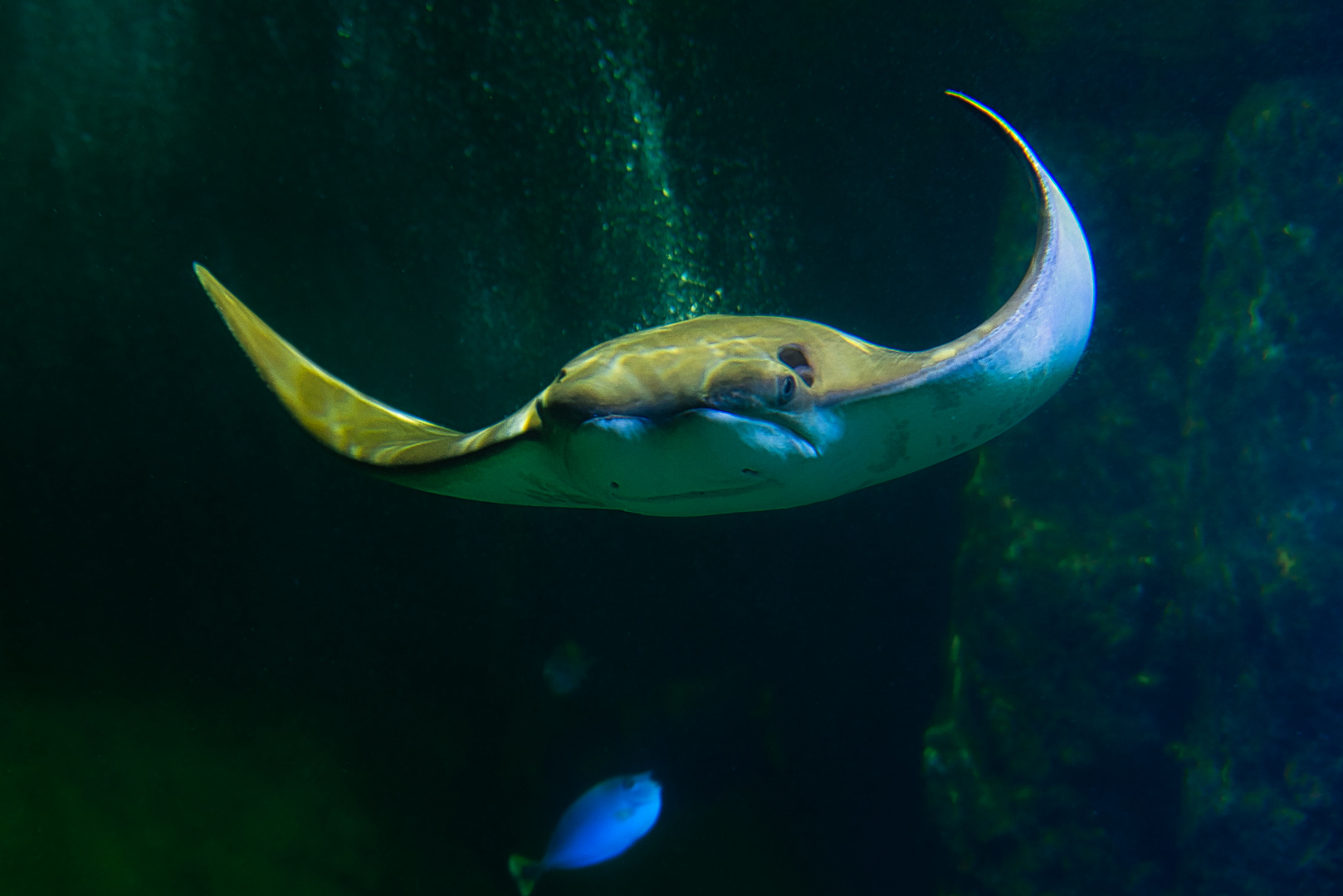 Mantarochen. 