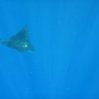 Mantarochen