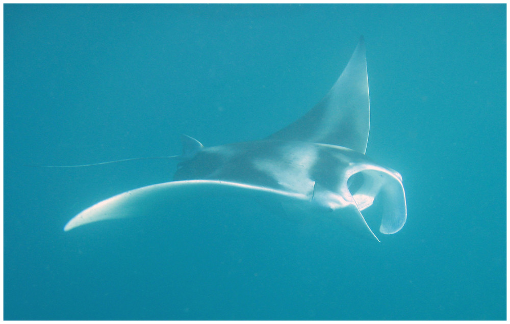 Mantarochen