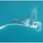 Mantarochen