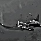 Mantarochen