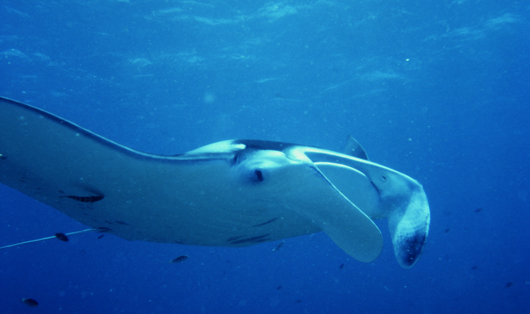 Mantarochen1, Helengeli 101995