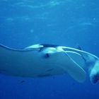 Mantarochen1, Helengeli 101995