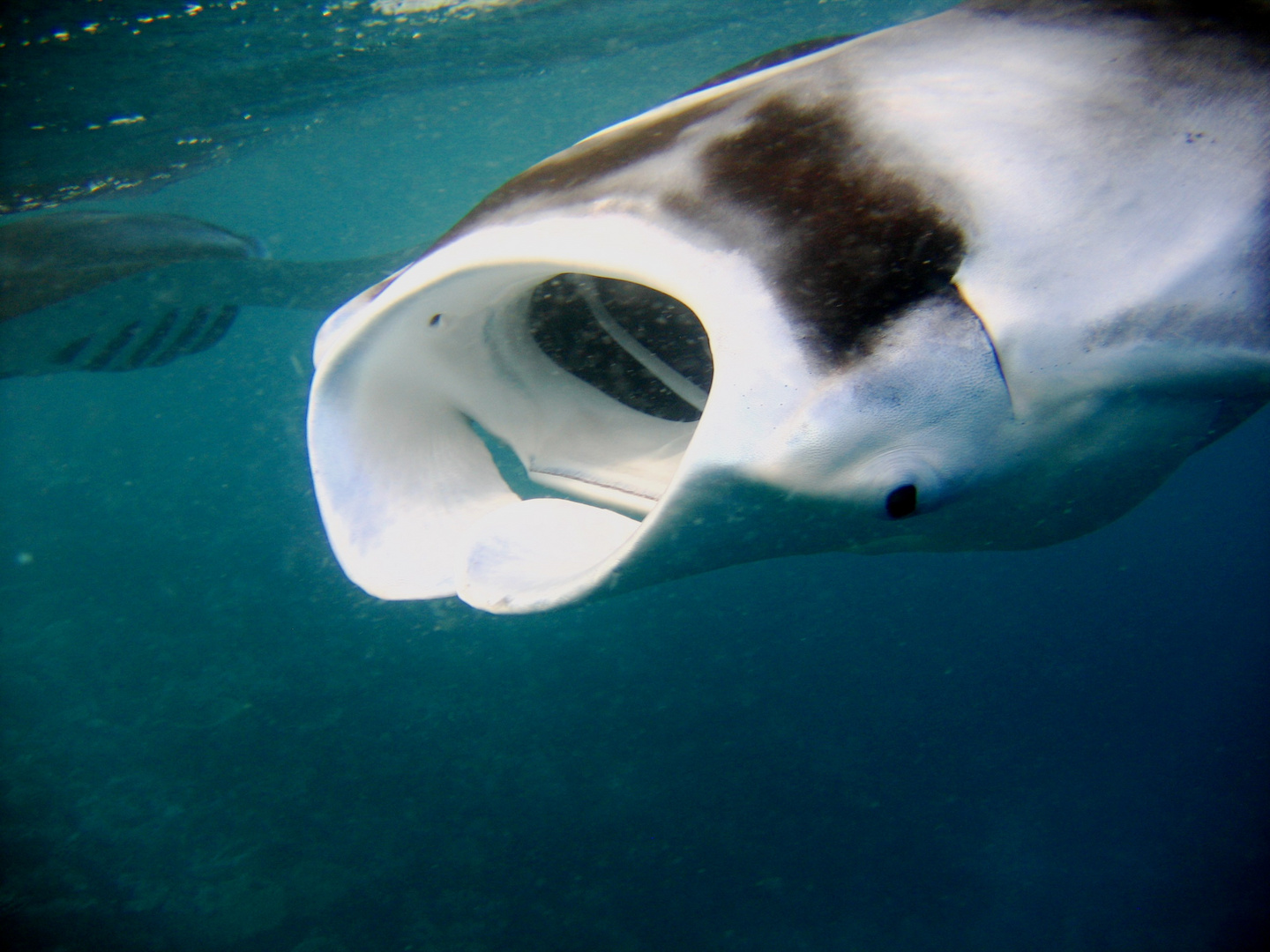 Manta´s beim Fressen