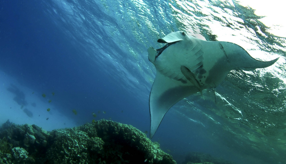 Mantas Deep Flight