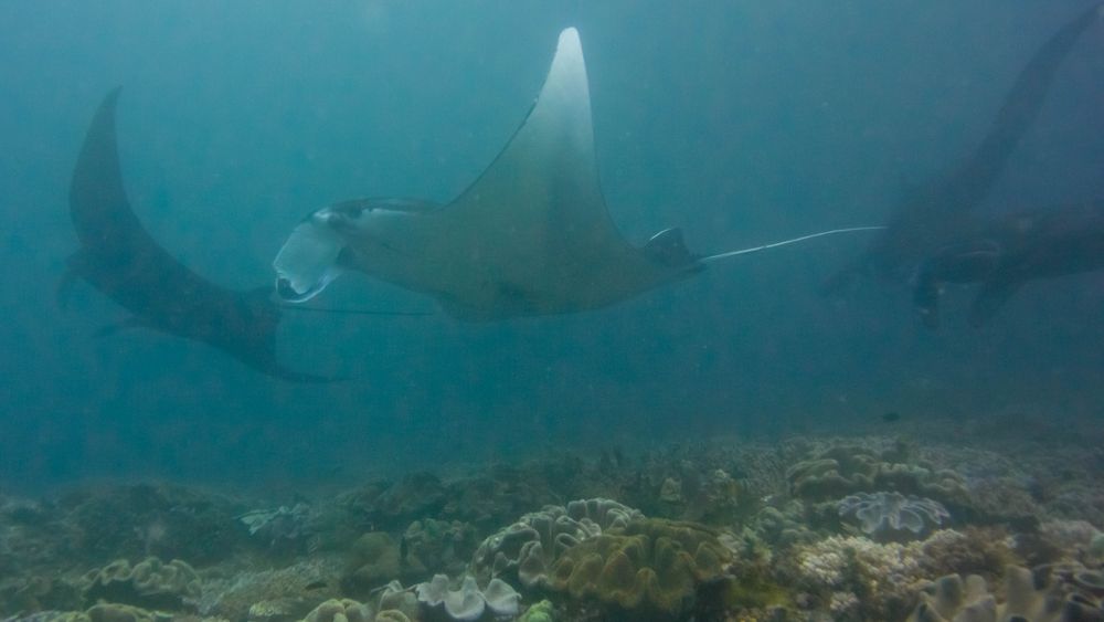 Mantas im Nebel