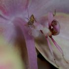 Mante-Orchidée