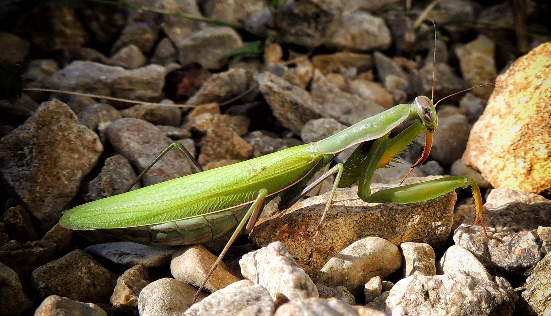 Mante religieuse photo et image macro nature, macro insectes, nature Images Mante religieuse photo et image macro nature, macro insectes, nature Images