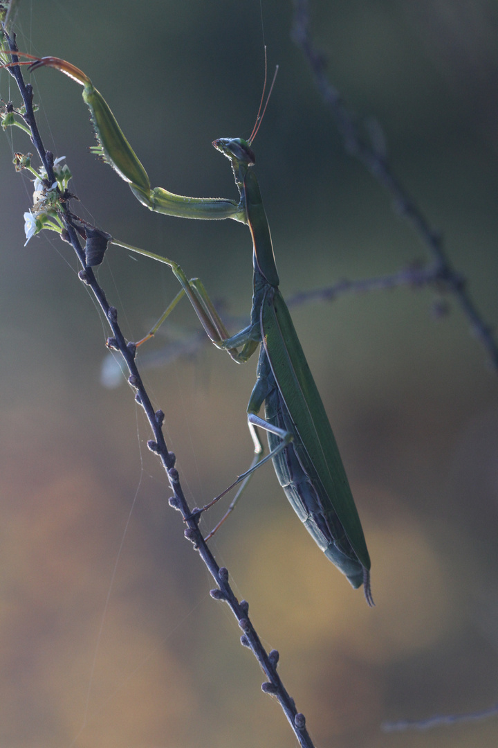 mante religieuse photo et image macro nature, macro insectes, insectes Images