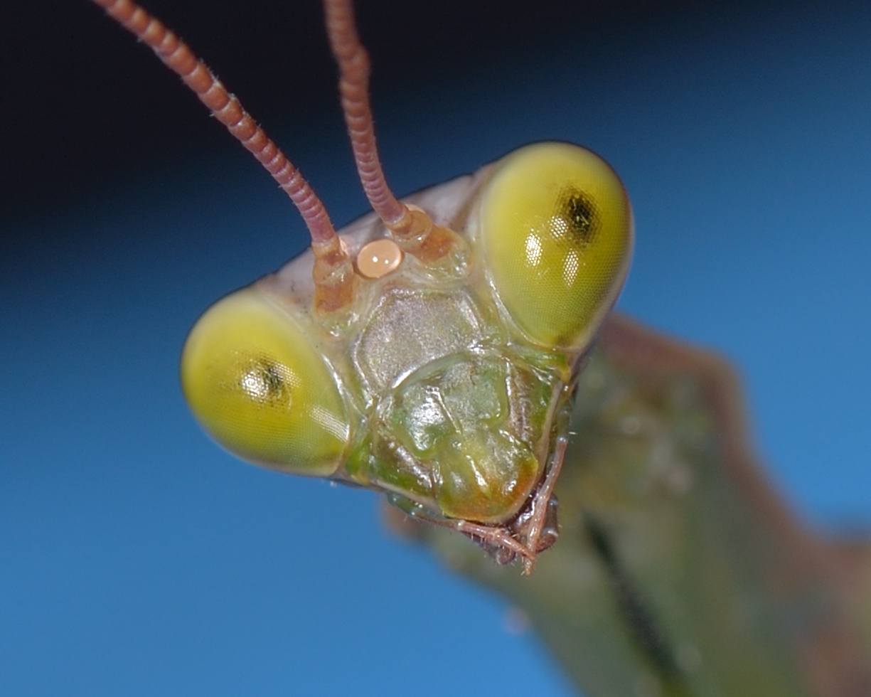 Mante Religieuse au regard attentif