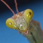 Mante Religieuse au regard attentif