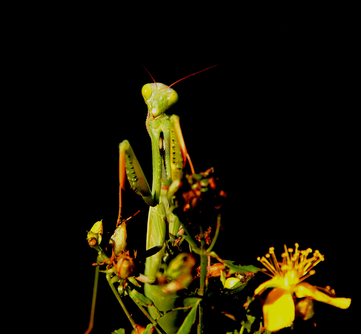 mante religieuse (mantis religiosa)