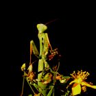 mante religieuse (mantis religiosa)