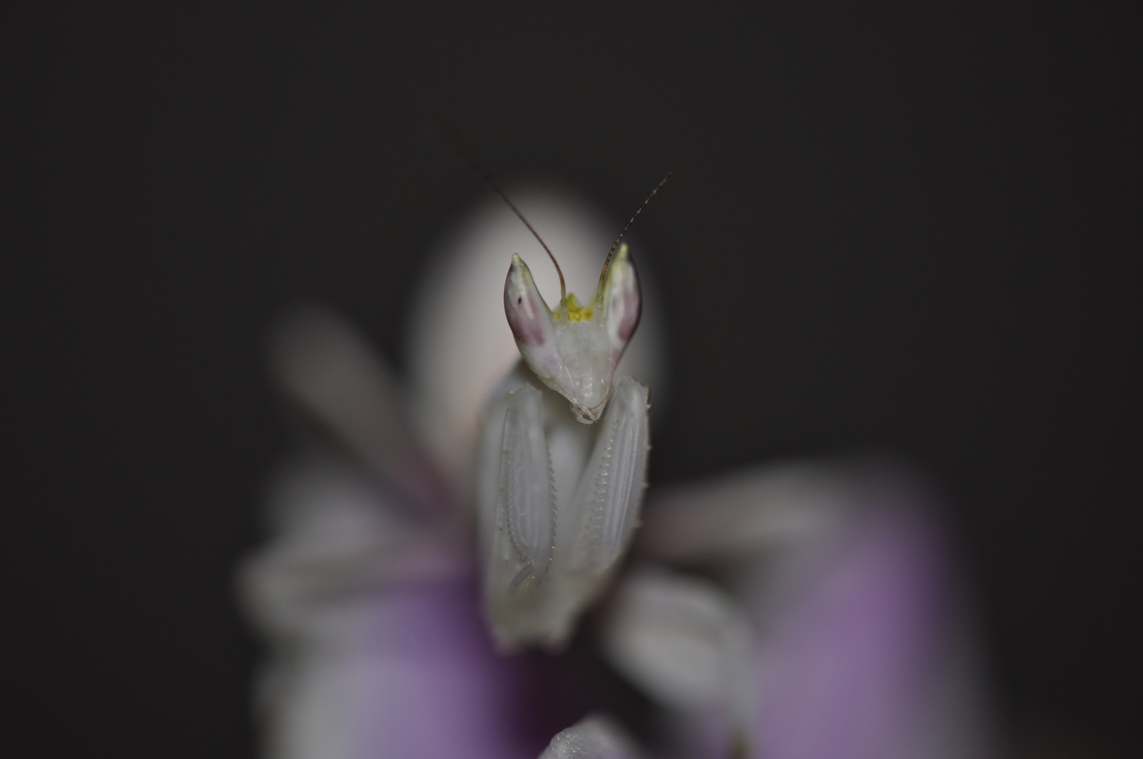 Mante religieuse Orchidée