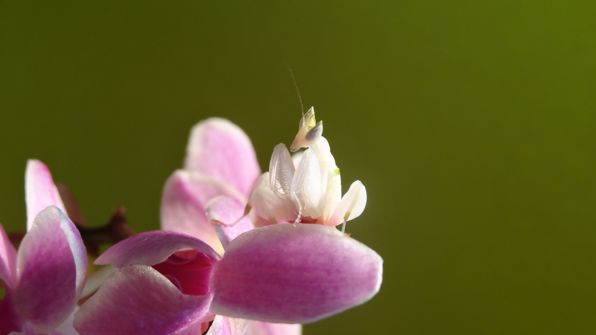 Mante religieuse Orchidée