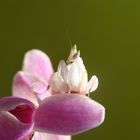 Mante religieuse Orchidée