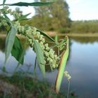 Mante religieuse rencontré en bord de Loire