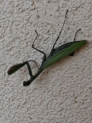 mante religieuse sur un mur de ma maison.