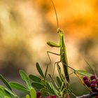 mante verte sous le soleil